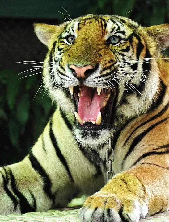 Pench National Park