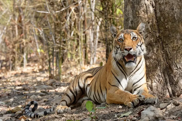 Ranthambore National Park