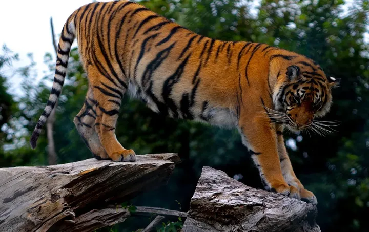 Tadoba Andhari Tiger Reserve