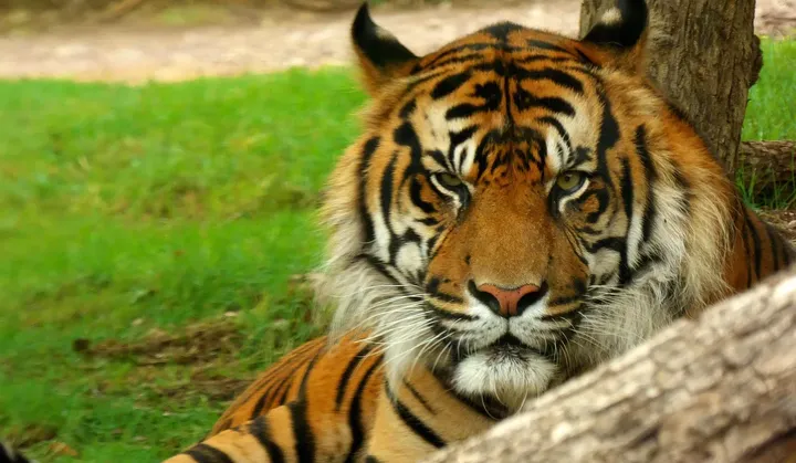 Kanha National Park