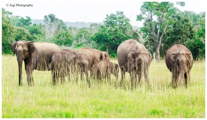 Bandipur National Park