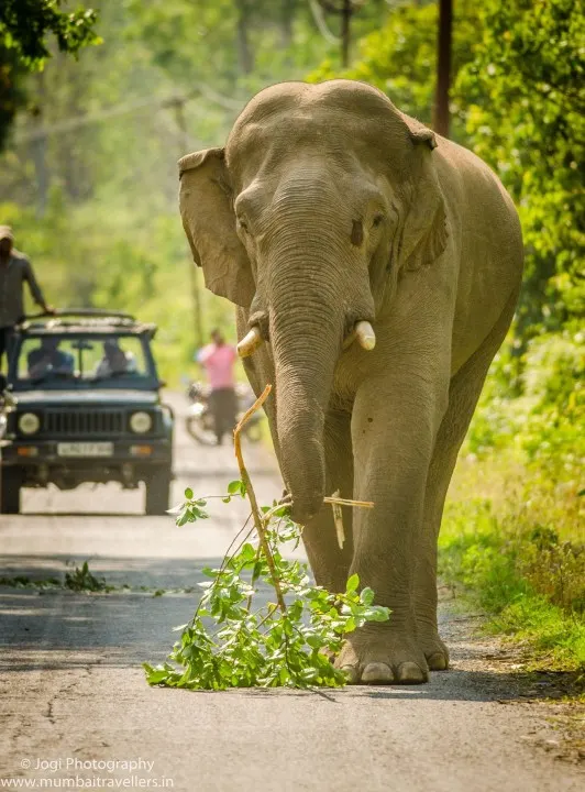 Jim Corbett National Park