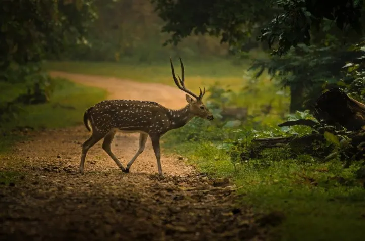 Nagzira Wildlife Sanctuary Nagpur