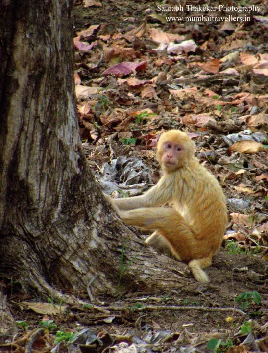 Pench National Park