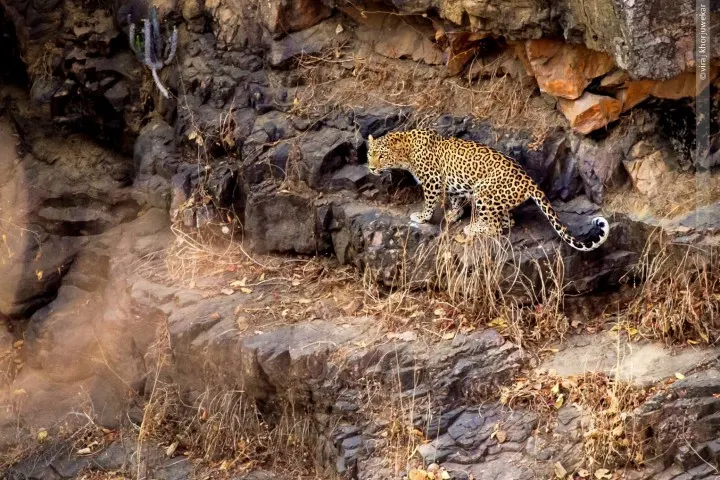 Ranthambore National Park