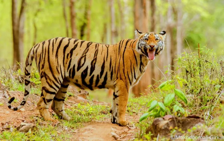 Tadoba Andhari Tiger Reserve