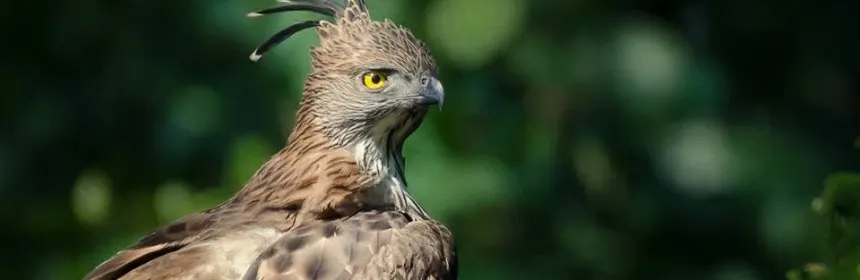 Crested Hawk Eagle
