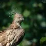 Crested Hawk Eagle