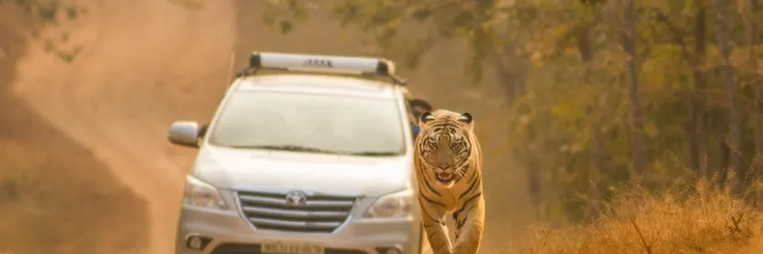 Tiger Cars (1 of 1)