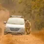 Tiger Cars (1 of 1)