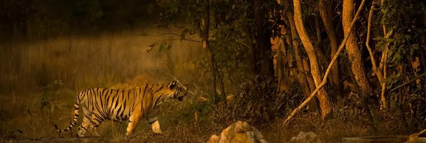 Tiger Safari at umred karhandla Wildlife Sanctuary