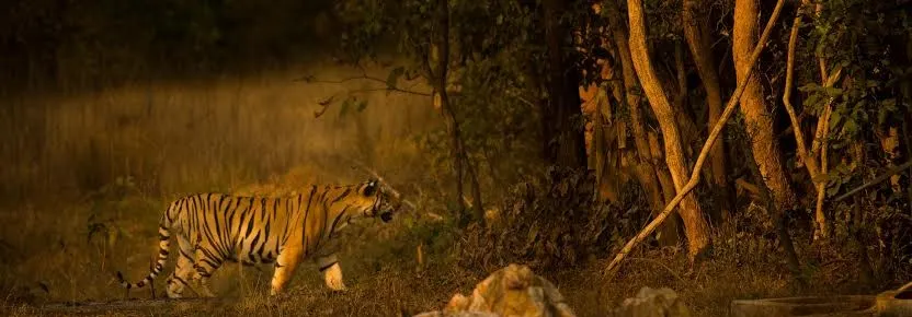 Tiger Safari at umred karhandla Wildlife Sanctuary
