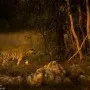 Tiger Safari at umred karhandla Wildlife Sanctuary