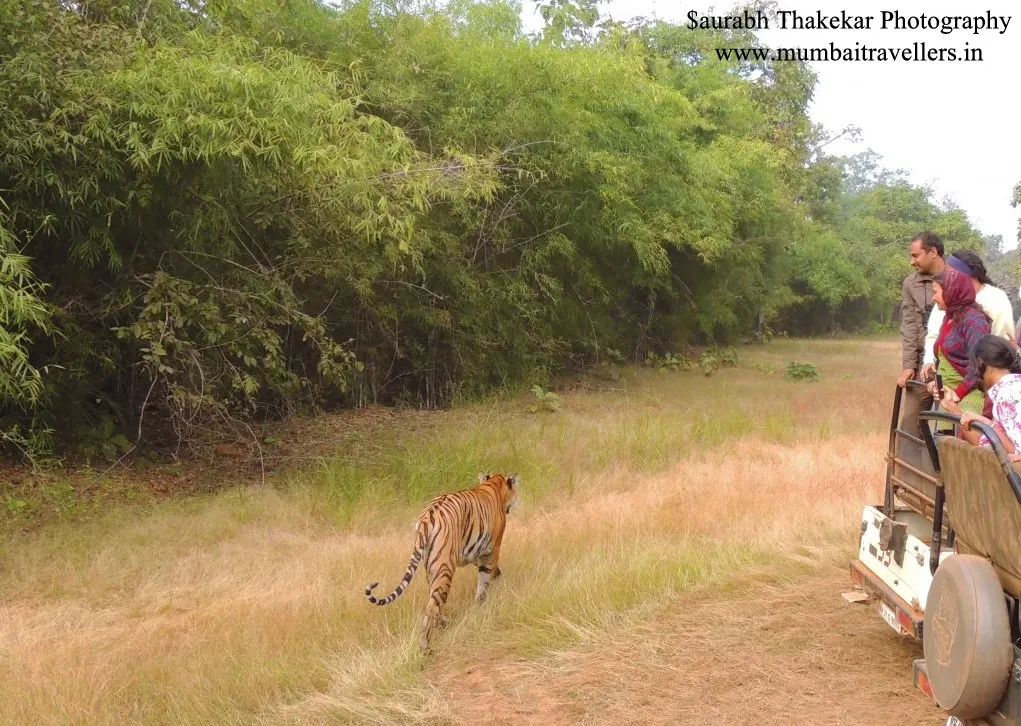 Tiger-Tourists-1024x809