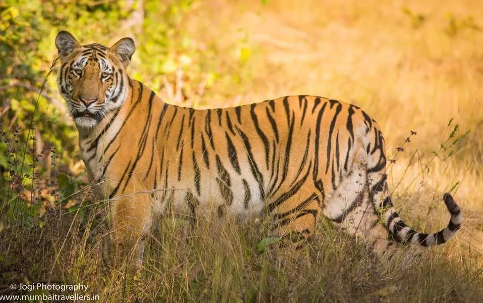 Umred Karhandla Wildlife Sanctuary at Nagpur
