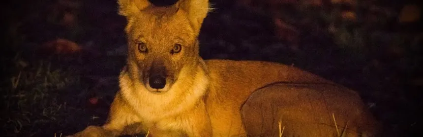 Wildlife in Umred Karhandla Sanctuary