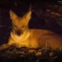 Wildlife in Umred Karhandla Sanctuary