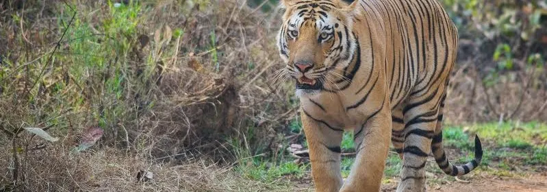 tigers of umred