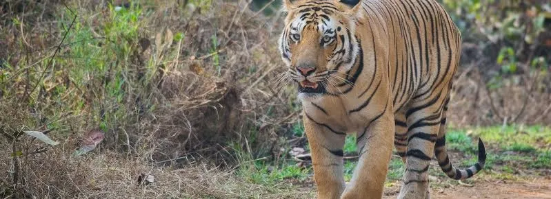 tigers of umred