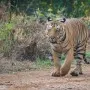 tigers of umred