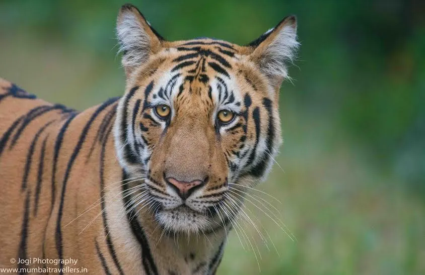 Umred Karhandla Wildlife Sanctuary at Nagpur