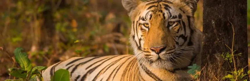 Umred Karhandla Wildlife Sanctuary at Nagpur India
