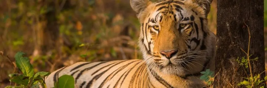 Umred Karhandla Wildlife Sanctuary at Nagpur India