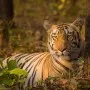 Umred Karhandla Wildlife Sanctuary at Nagpur India