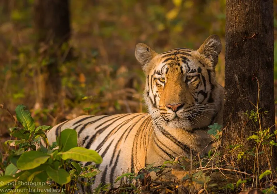 Umred Karhandla Wildlife Sanctuary at Nagpur India