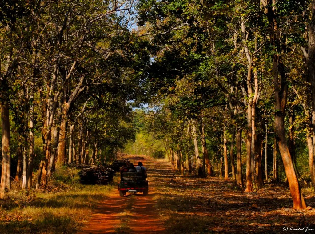 Wildlife Safari in Umred Karhandla National Park