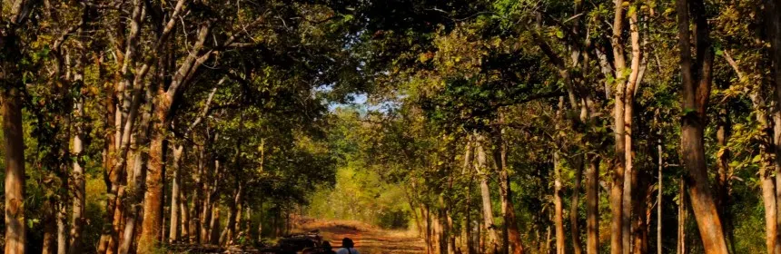 Wildlife Safari in Umred Karhandla National Park