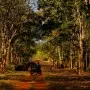 Wildlife Safari in Umred Karhandla National Park